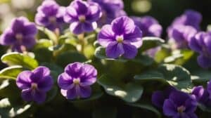 African Violet Facts For Novices: Discover Saintpaulia's Delicate Beauty