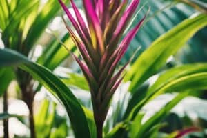 Cordyline Fruticosa: A Beginner's Guide to Its Radiant Facts