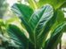 Elephant Ear Plant: Discover the Beauty of Colocasia Foliage