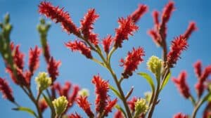 Kangaroo Paw Facts: Learn About Anigozanthos' Unique Floral Display