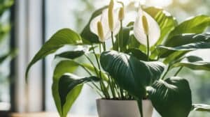 Peace Lily For Beginners: The Serenity of Spathiphyllum