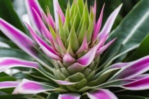 Silver Vase Plant Care Guide: Aechmea fasciata Facts for Beginners