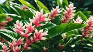 Alpinia Zerumbet Secrets To Growing The Shell Ginger