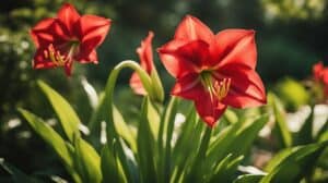 Amaryllis Brilliance Tips For Blooming Hippeastrum Spp