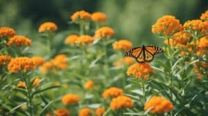 Asclepias Tuberosa Attracting Monarchs With Butterfly Weed
