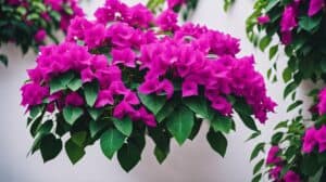 Bougainvillea Spectabilis Secrets To Vibrant Blossoms