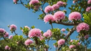 Ceiba Speciosa The Silk Floss Trees Allure Information For Beginners