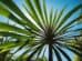 Cordyline Australis Beginners Guide To The Cabbage Palm