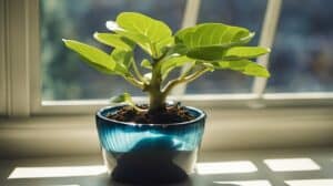 Fiddle Leaf Fig Propagation 101 Growing New Trees From Cuttings