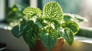 Fittonia Albivenis Fascination Unlocking The Secrets To Vibrant Nerve Plant Care