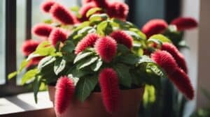 Fluffy Wonders How To Care For Your Chenille Plant Acalypha Hispida