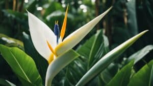 Giant White Bird Of Paradise Strelitzia Nicolai Growing Facts For Novices