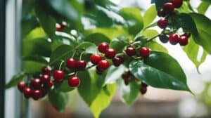 Grow Your Own Coffee Beginners Guide To Coffea Arabica
