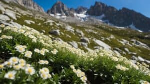 How To Grow Celmisia Sessiliflora A Beginners Guide To Mountain Daisies