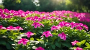 Interesting Facts About Catharanthus Roseus The Madagascar Periwinkle