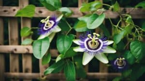 Passion Flower Cultivating Passiflora Spp For The Eager Learner