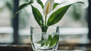 Peace Lily Propagation A Beginners Guide To Spreading Spathiphyllum Peace