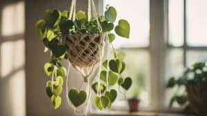 String Of Hearts A Beginners Guide To Growing Ceropegia Woodii Indoors