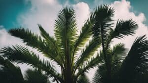 The Timeless Sago Palm Cycas Revoluta Care And Maintenance