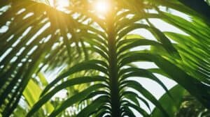 Tropical Elegance Bottle Palm Hyophorbe Lagenicaulis Care And Tips